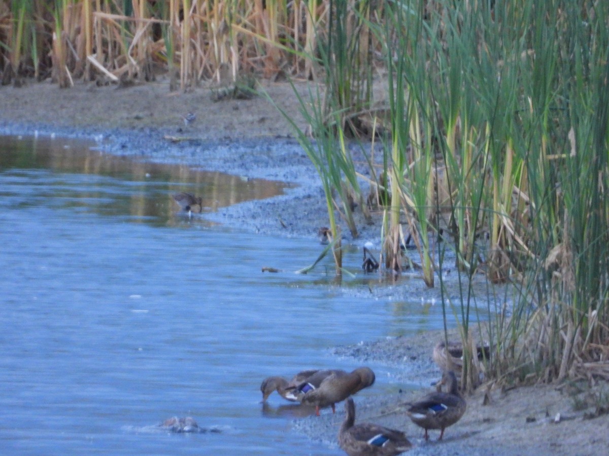 Wilson's Snipe - ML259132371