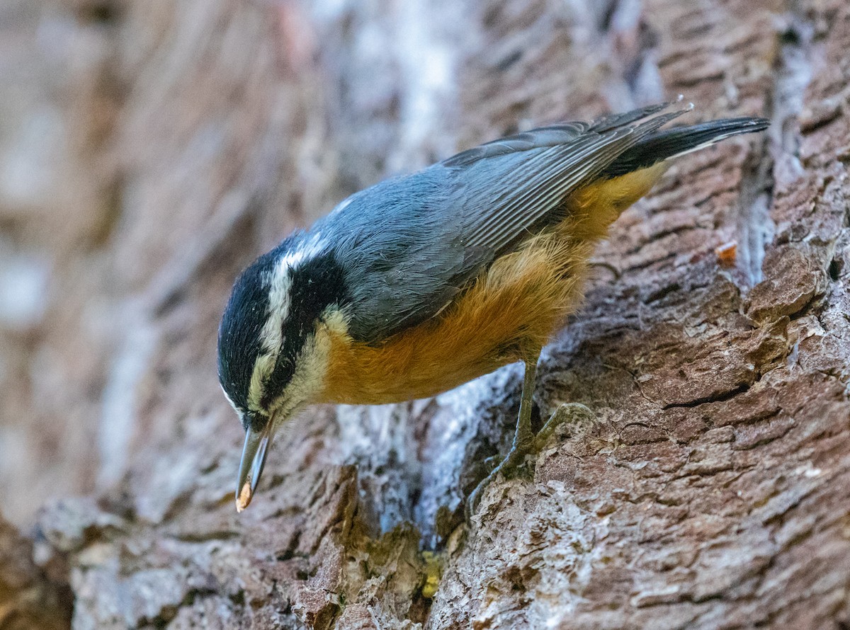 Red-breasted Nuthatch - David Hoar