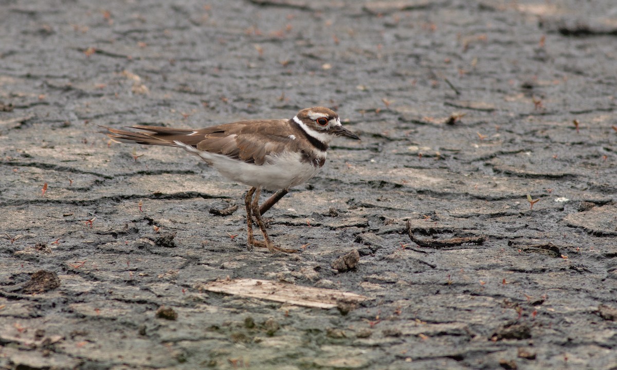 Killdeer - Paul Fenwick