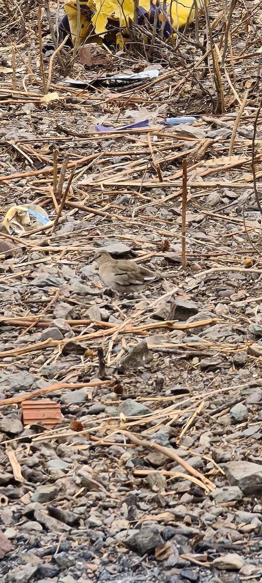 Picui Ground Dove - ML259133841