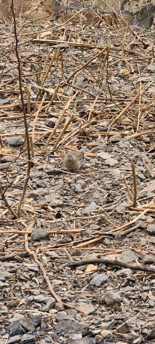 Picui Ground Dove - ML259133871