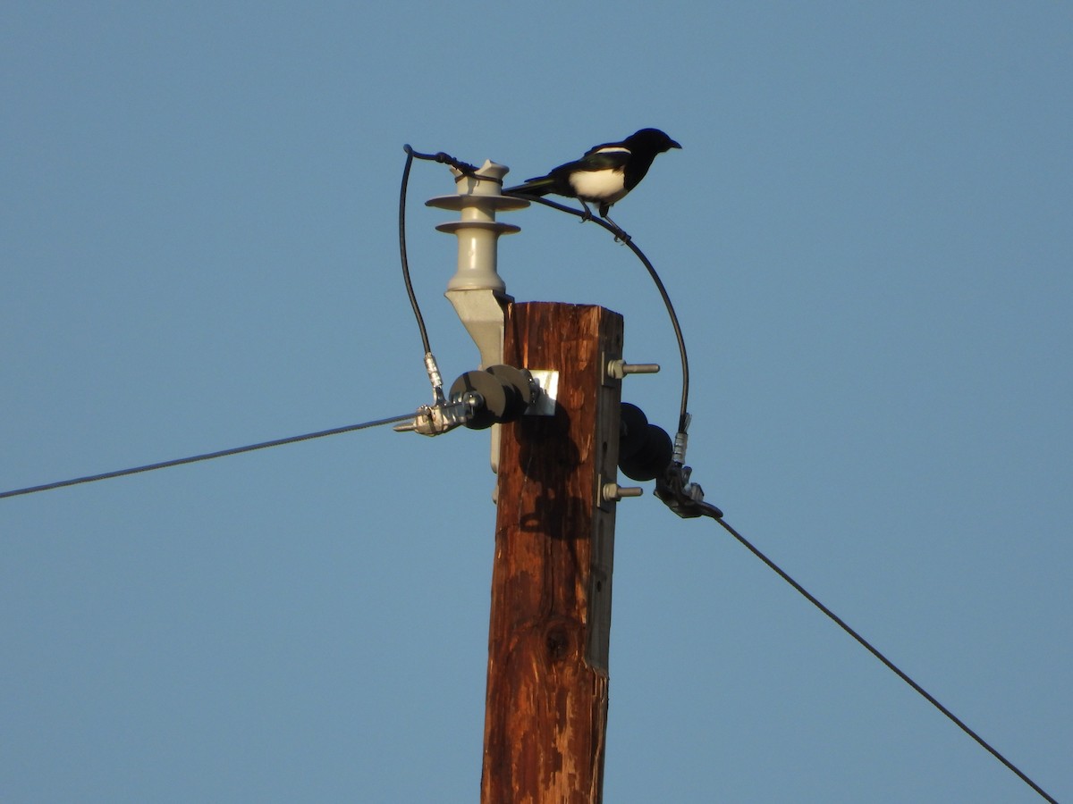 Black-billed Magpie - Jeff Percell