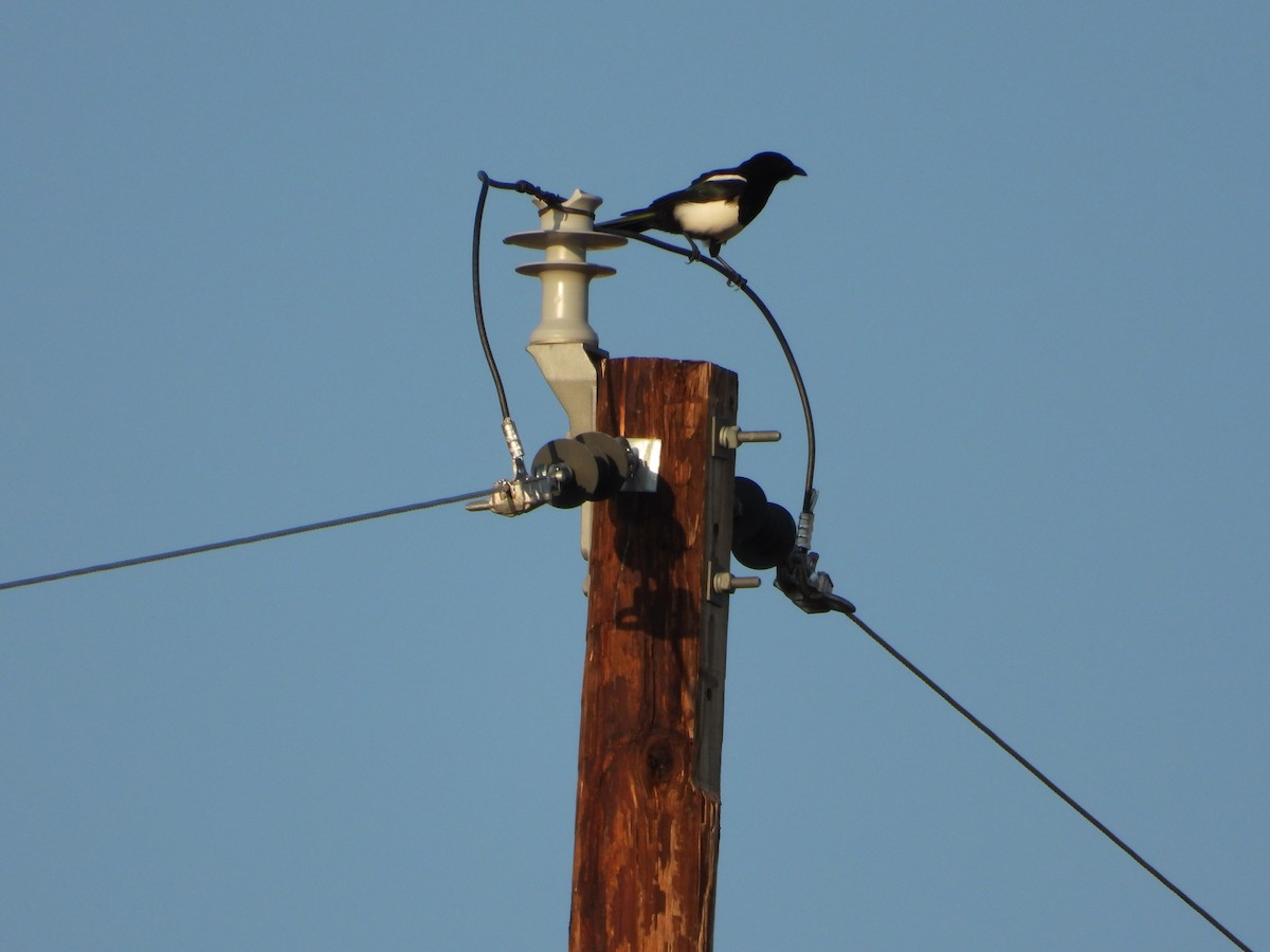 Black-billed Magpie - ML259135441