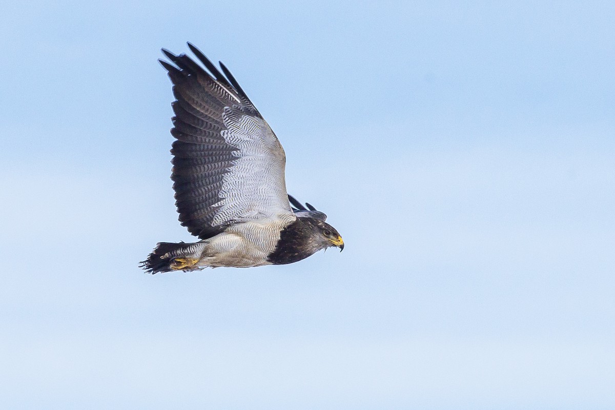 ワシノスリ - ML259137551