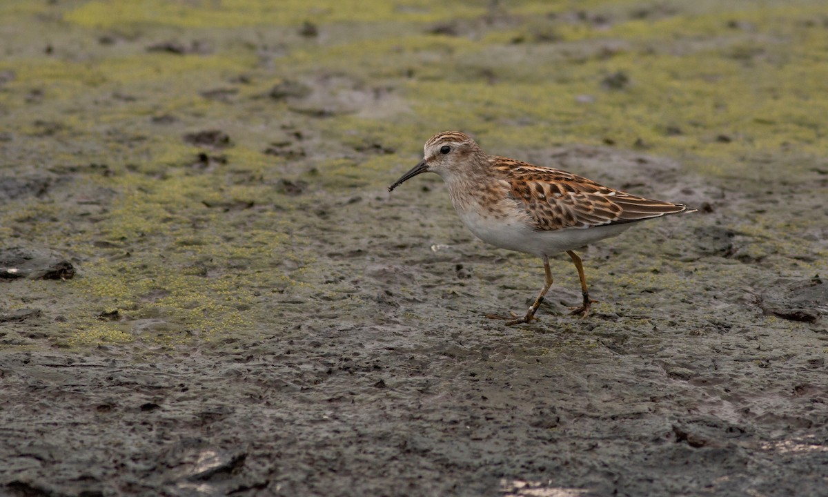 Least Sandpiper - ML259137681