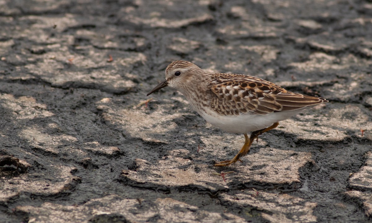 Least Sandpiper - ML259138111