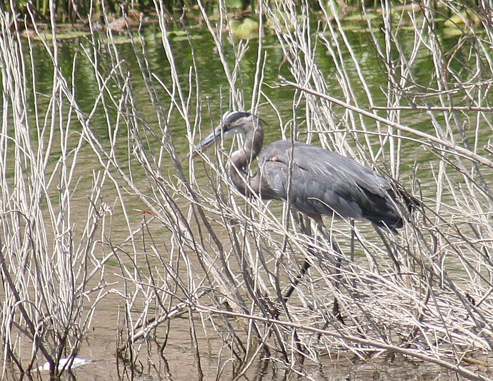 Great Blue Heron - john fitch