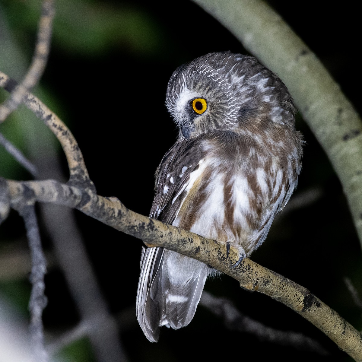 Northern Saw-whet Owl - Jeff Cooper