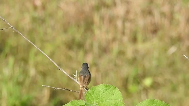 Prinia cendrée - ML259142351