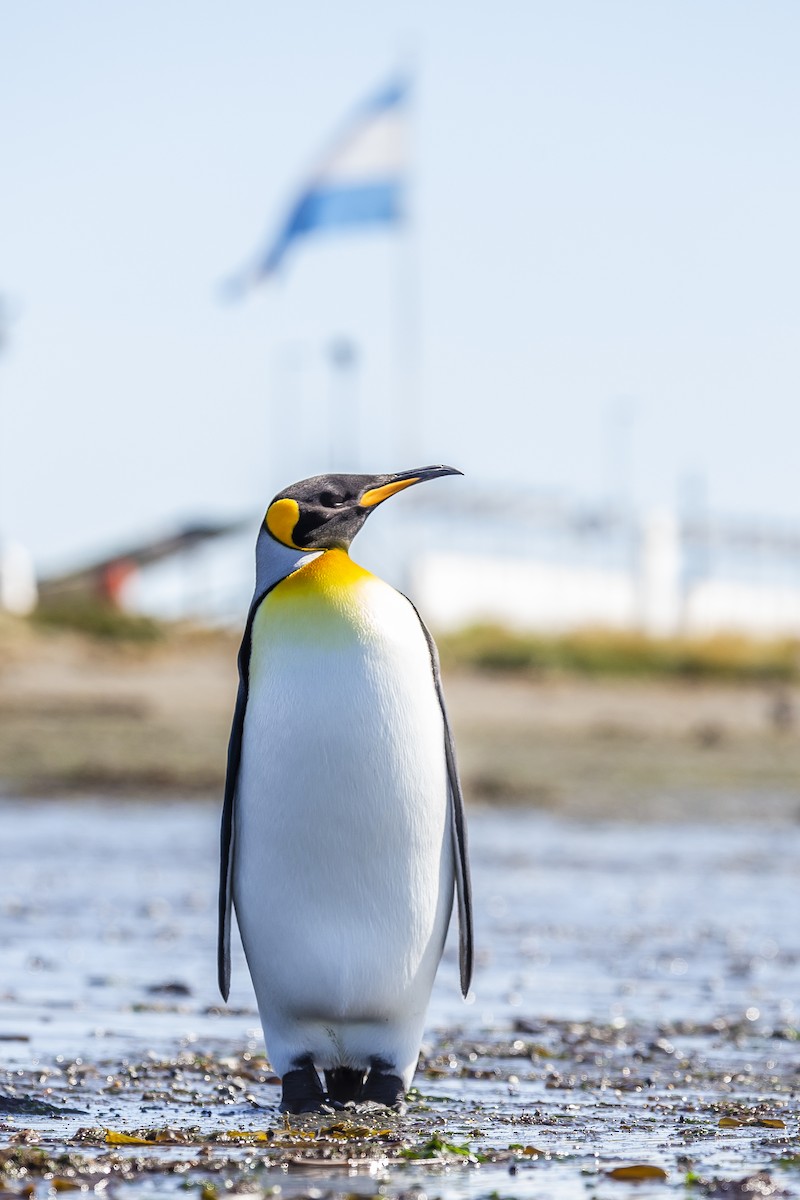 オウサマペンギン - ML259146101