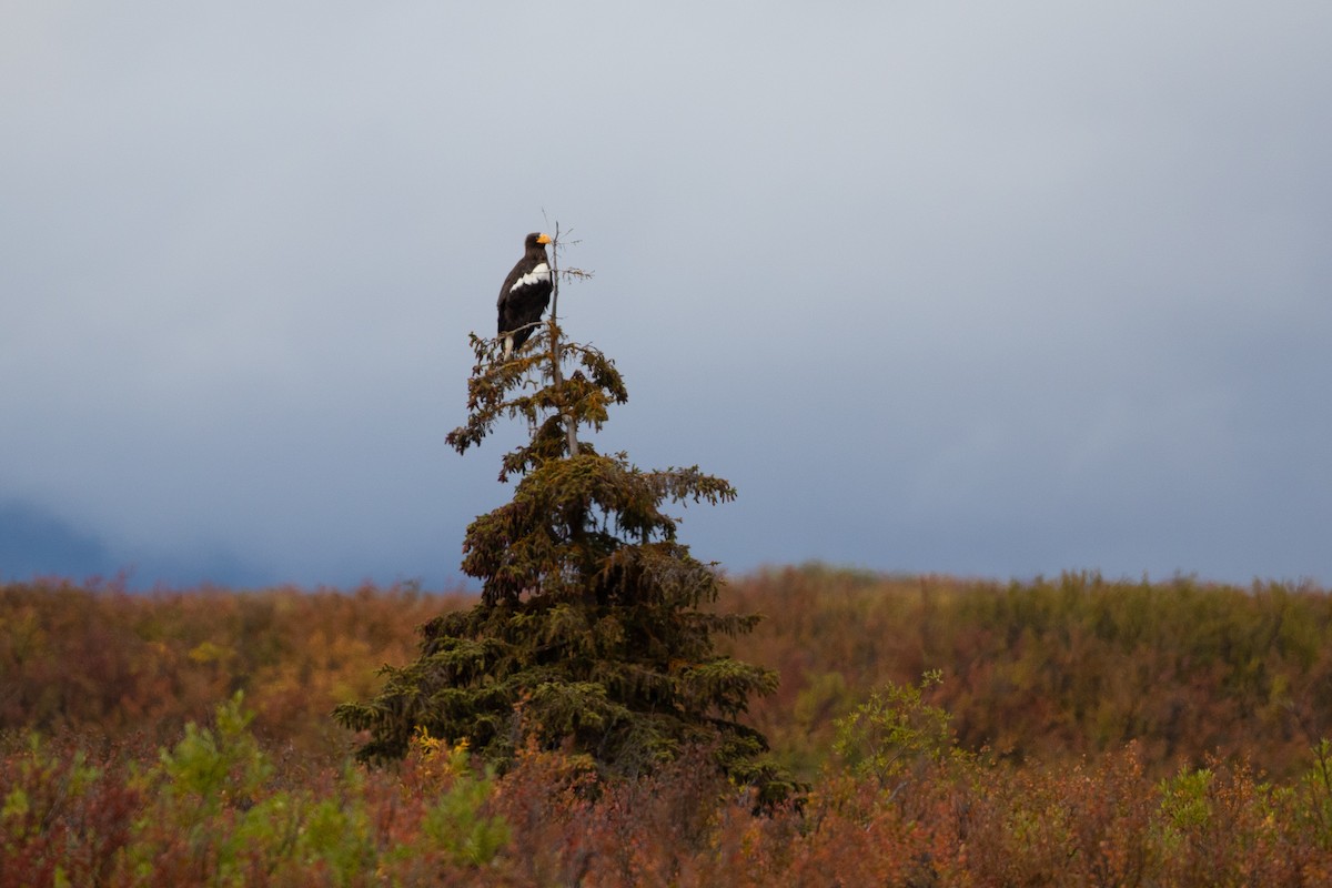 Steller's Sea-Eagle - ML259147941