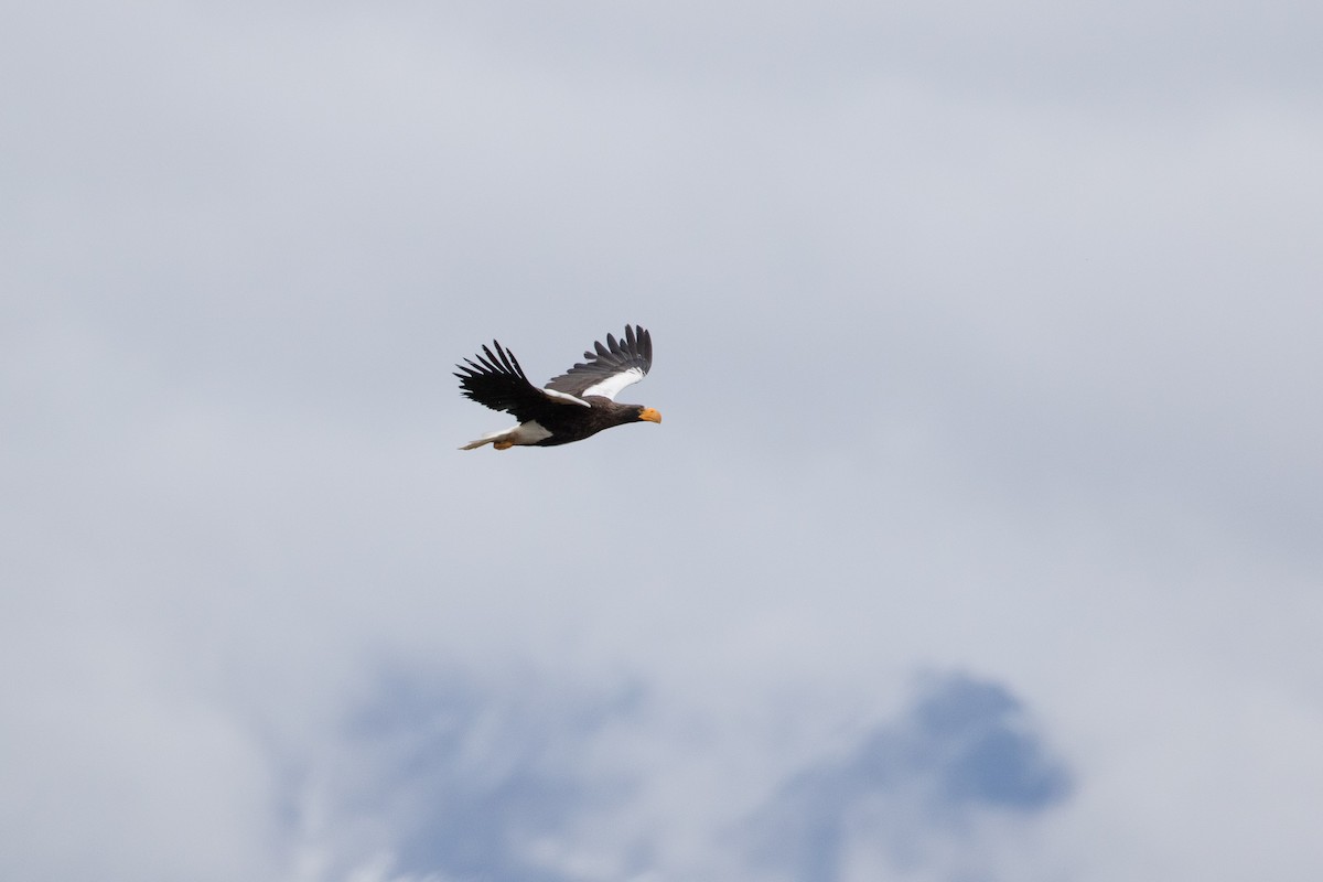 Steller's Sea-Eagle - ML259147981