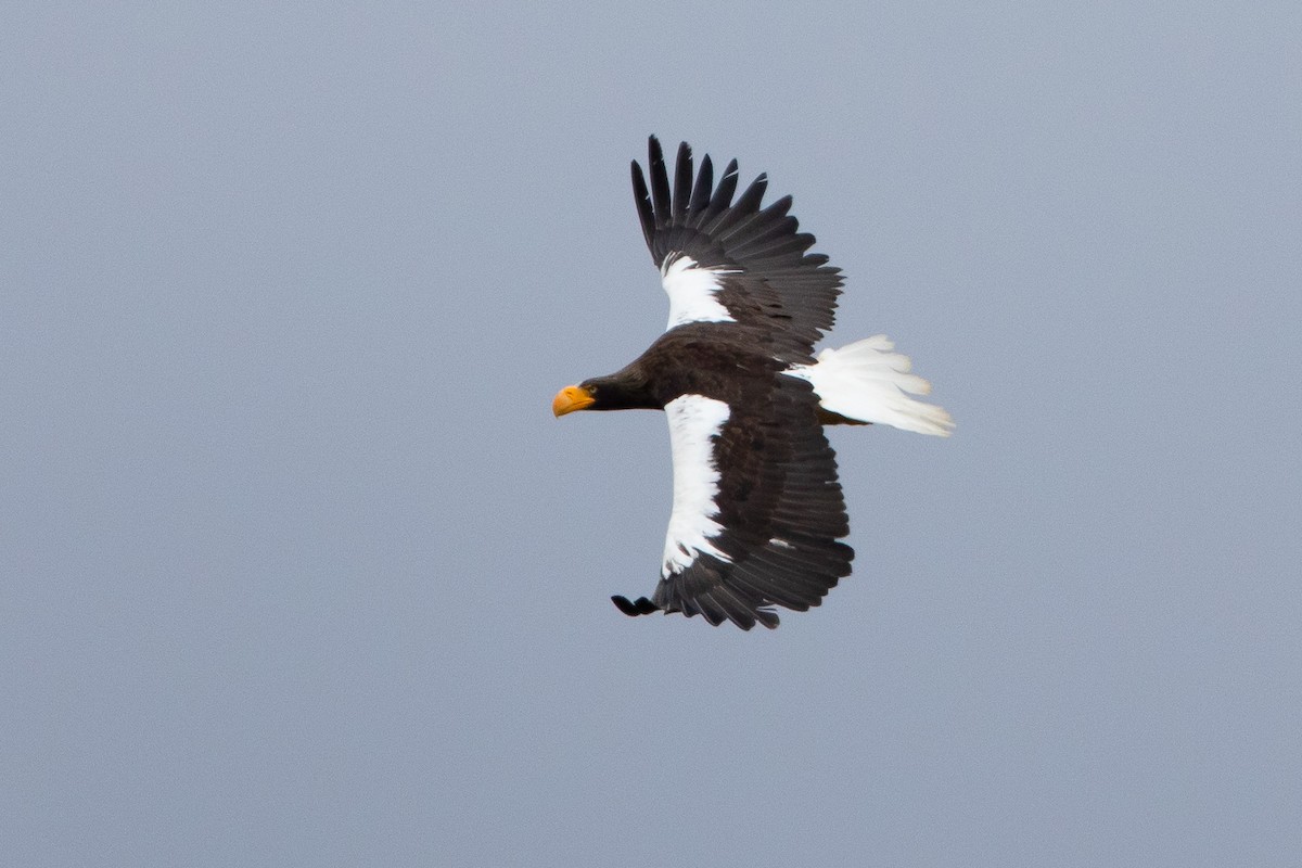 Steller's Sea-Eagle - ML259148021