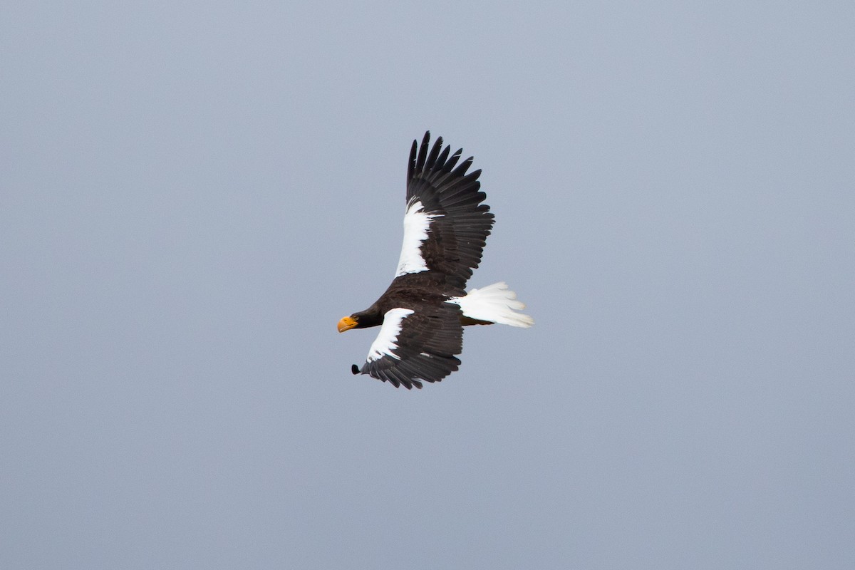 Steller's Sea-Eagle - ML259148051