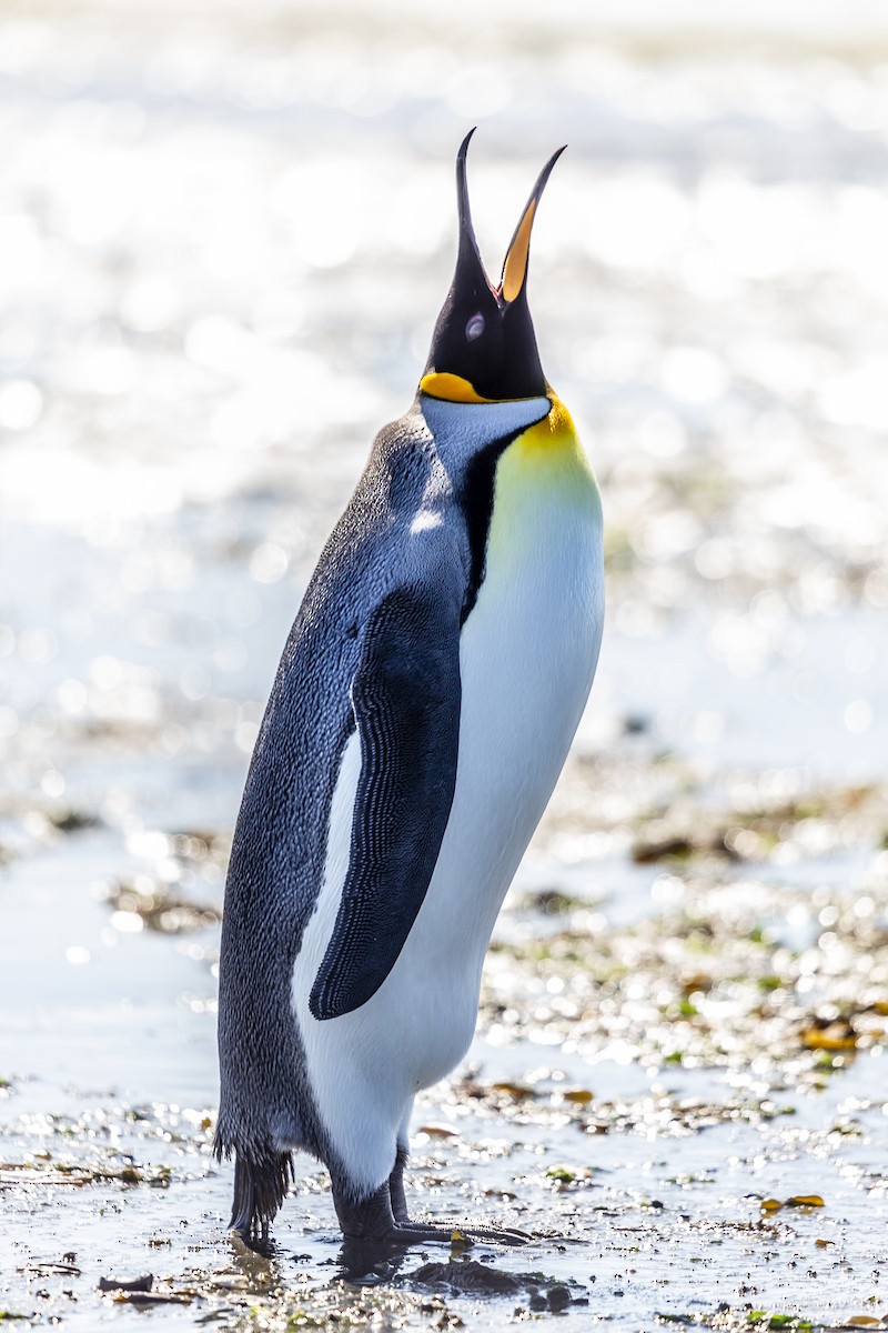 オウサマペンギン - ML259148181