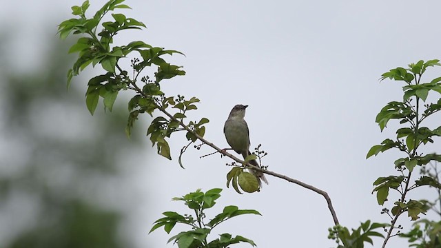 Prinia Selvática - ML259149861