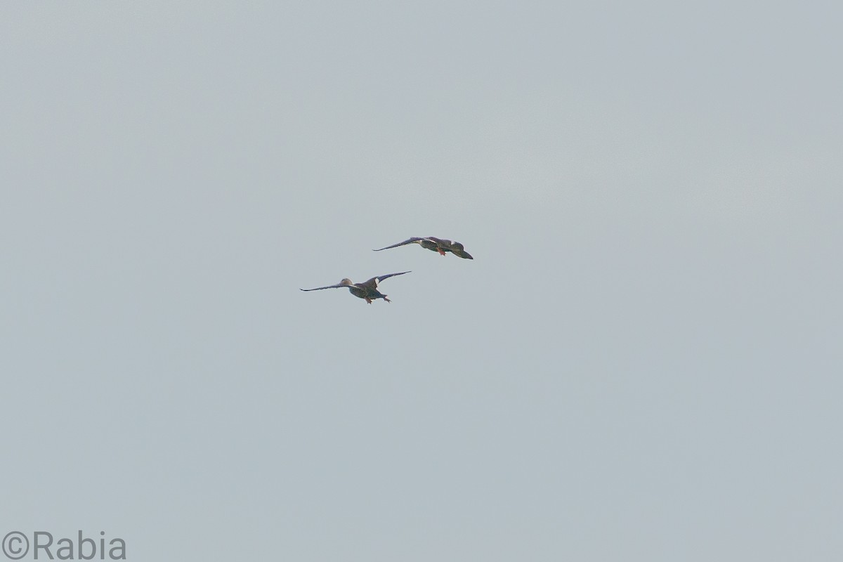 Indian Spot-billed Duck - ML259150281