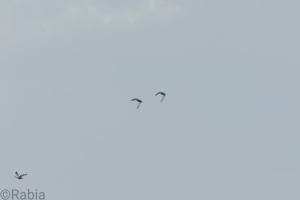 Indian Spot-billed Duck - ML259150301