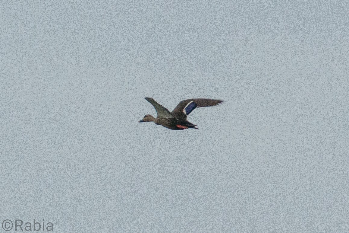 Indian Spot-billed Duck - Syed Ibrahim Shah Jalal