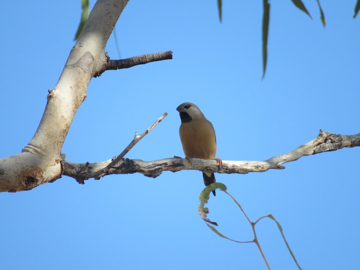 Long-tailed Finch - ML259150911