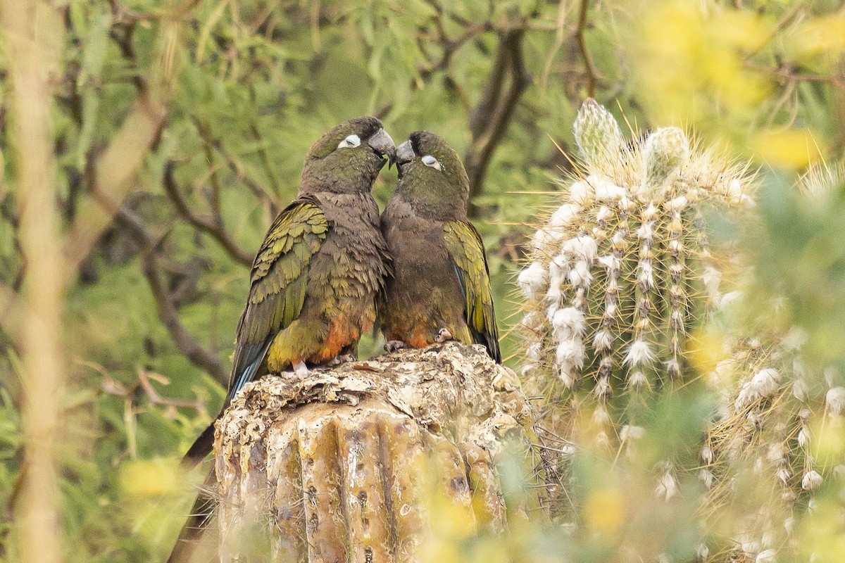 Burrowing Parakeet - ML259151121
