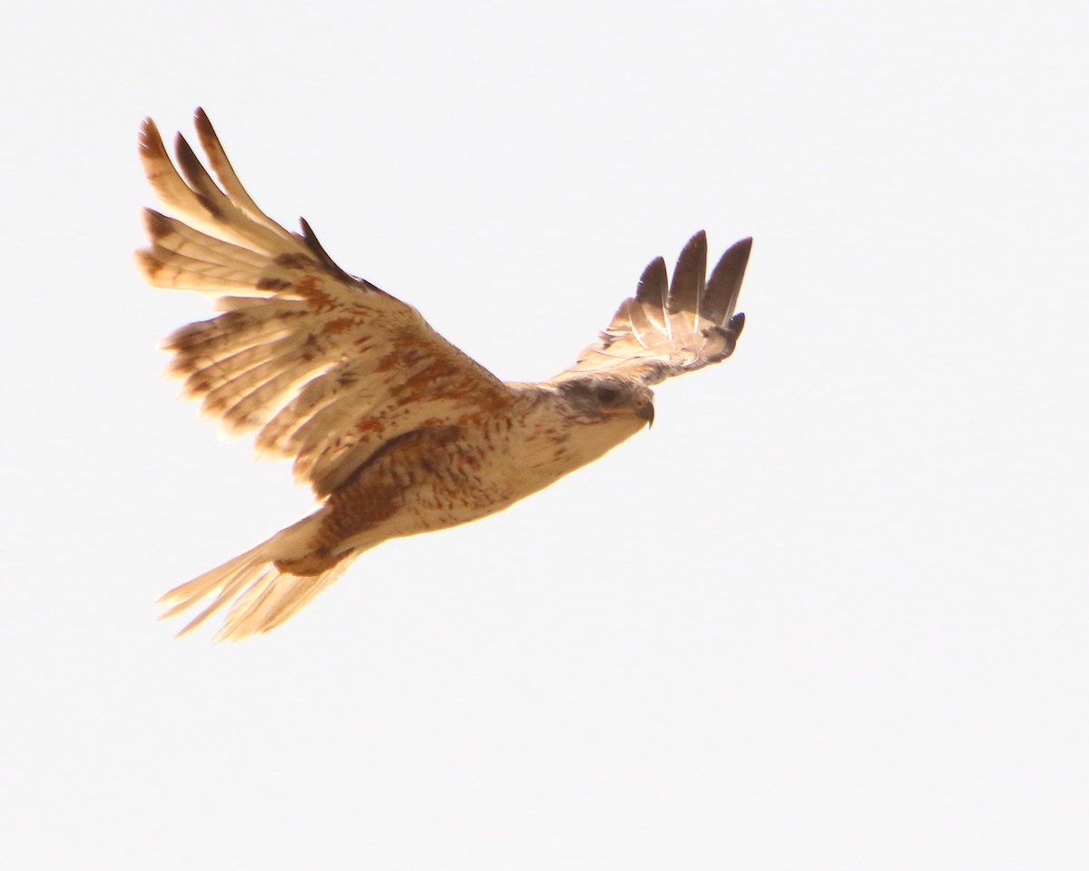 Ferruginous Hawk - ML259151271