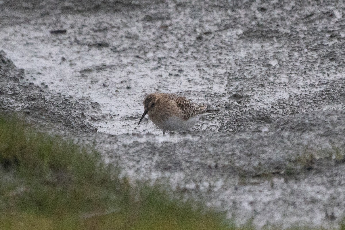 Baird's Sandpiper - Sulli Gibson