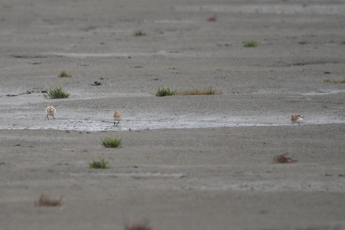 Baird's Sandpiper - ML259151921