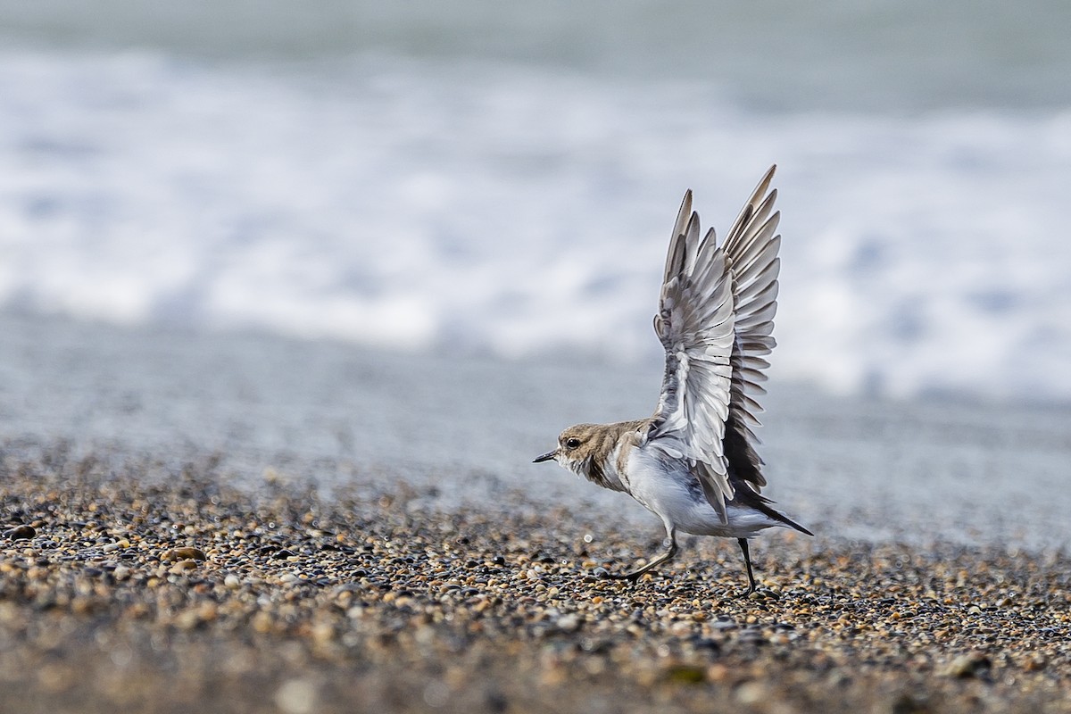 コフタオビチドリ - ML259152251