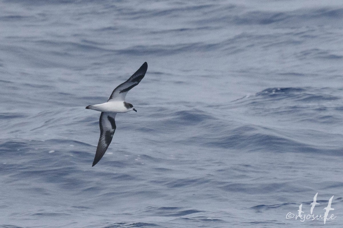 Bonin Petrel - Ryosuke Abe