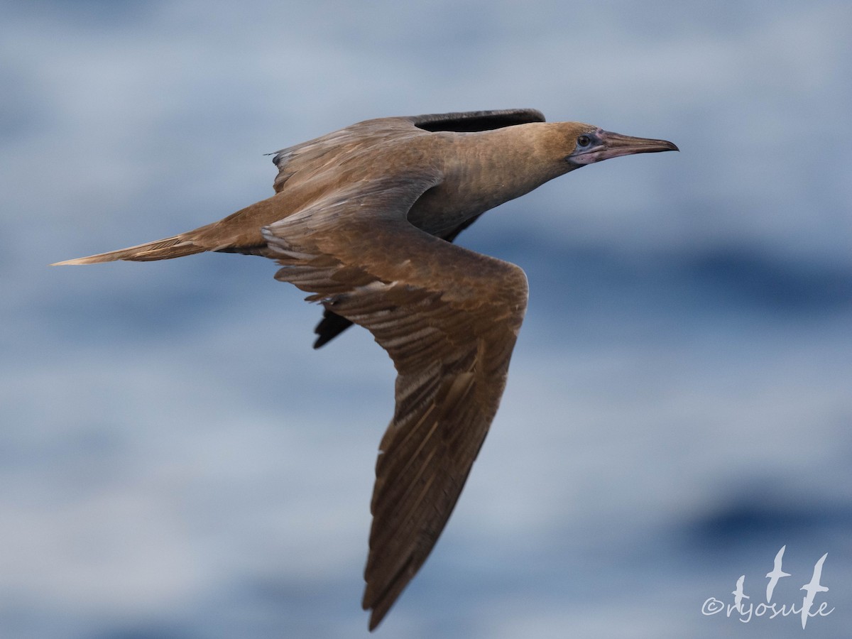 Red-footed Booby - Ryosuke Abe