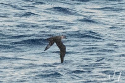 Kermadec Petrel - Ryosuke Abe