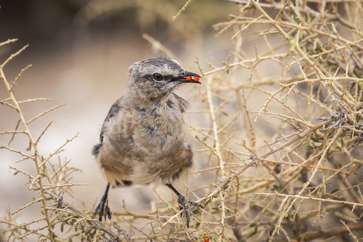 マミジロマネシツグミ - ML259153011