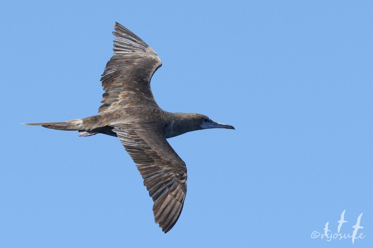 Red-footed Booby - Ryosuke Abe