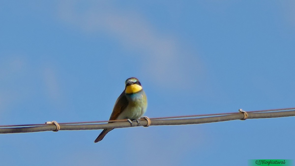 European Bee-eater - ML259153341