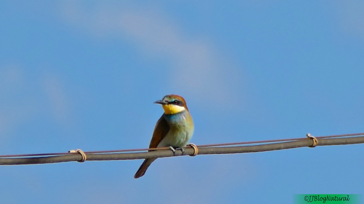 European Bee-eater - Juan José Lucas