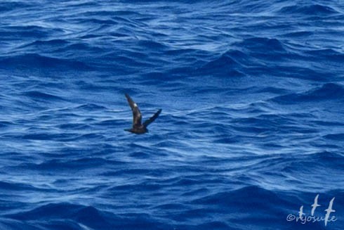 Swinhoe's Storm-Petrel - Ryosuke Abe