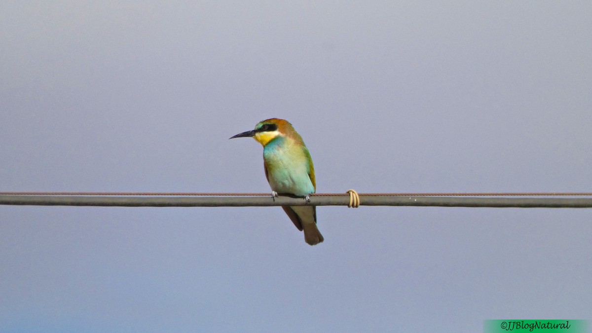 European Bee-eater - ML259153451