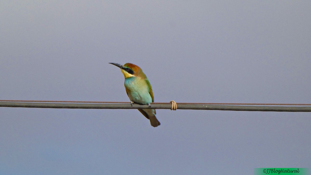 European Bee-eater - ML259153481