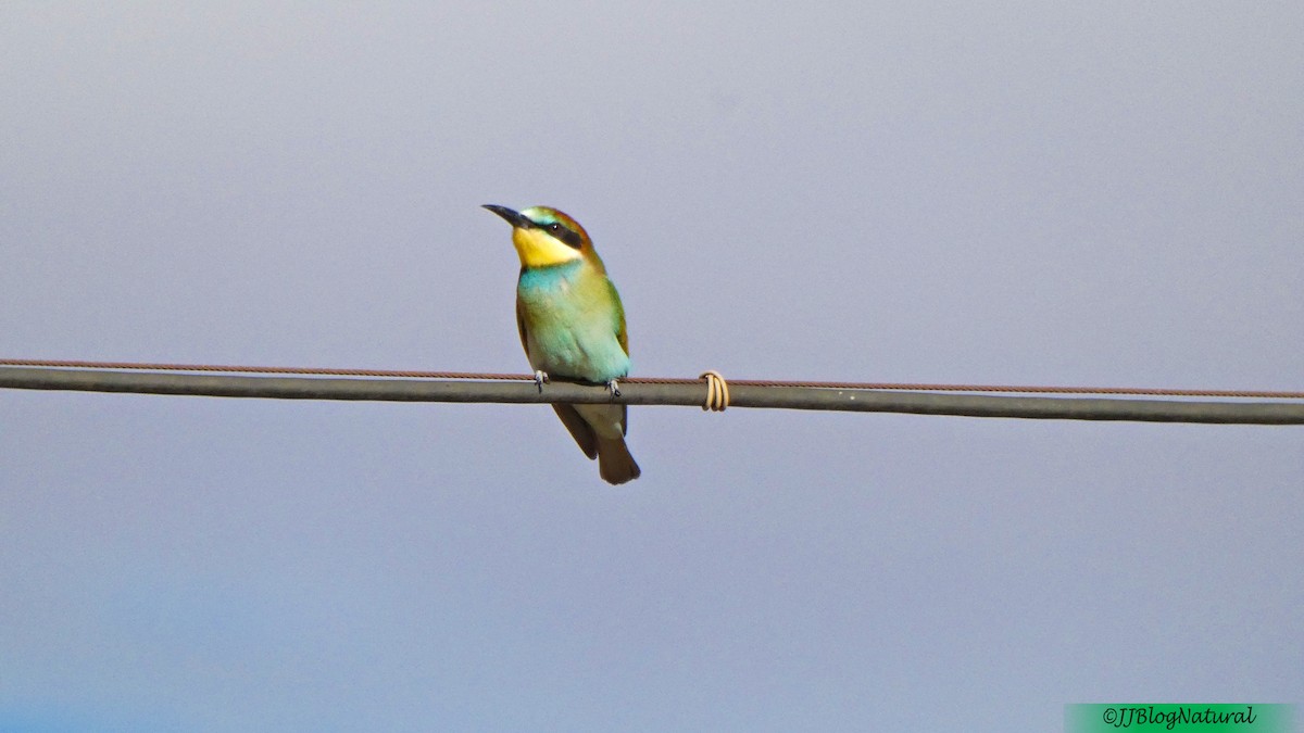European Bee-eater - ML259153501