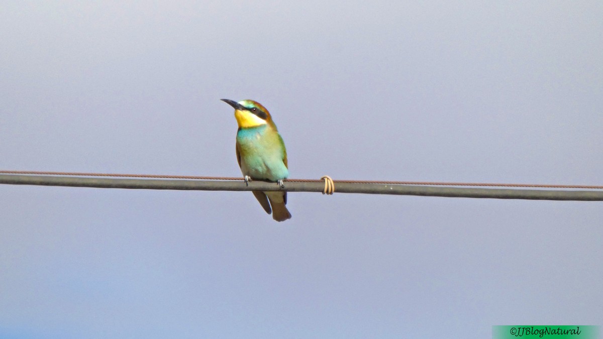 European Bee-eater - ML259153531