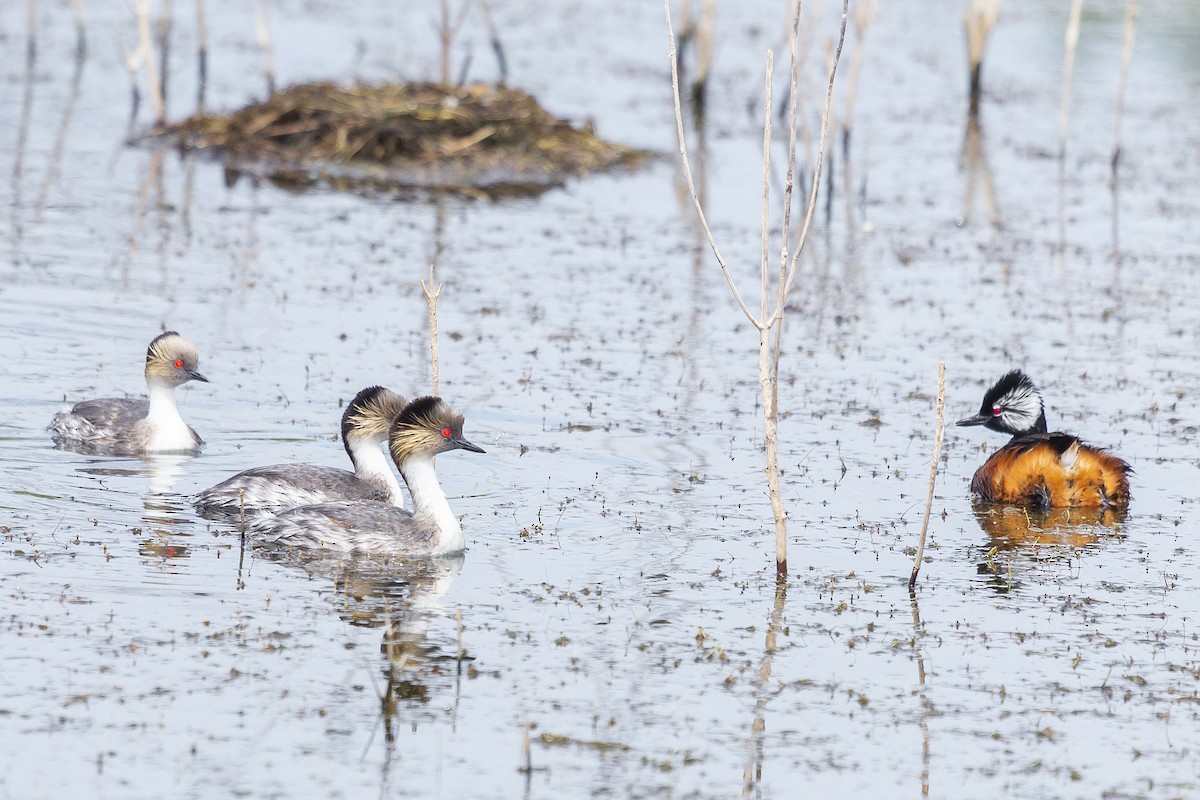 ギンカイツブリ - ML259155121