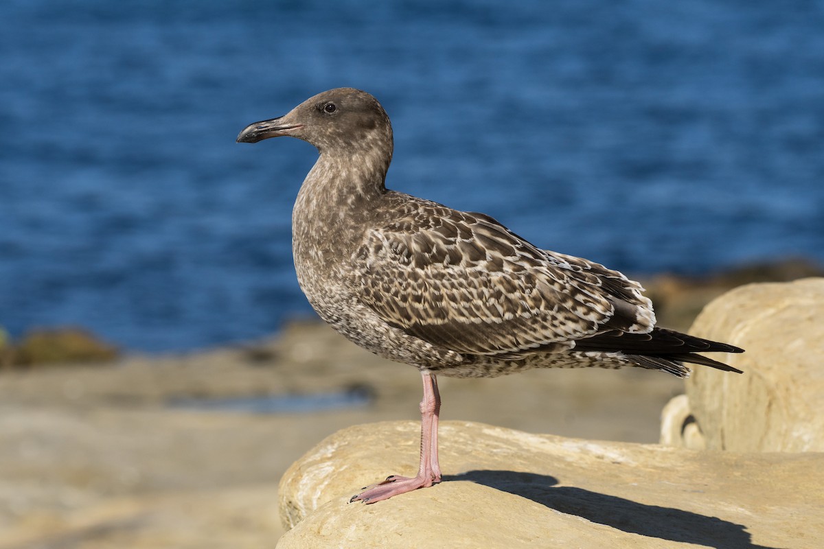 Western Gull - Alison Davies