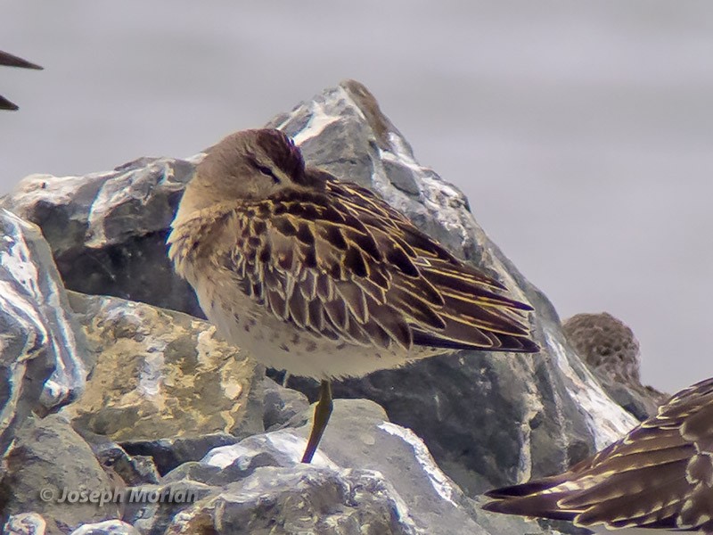 Short-billed Dowitcher - ML259159951