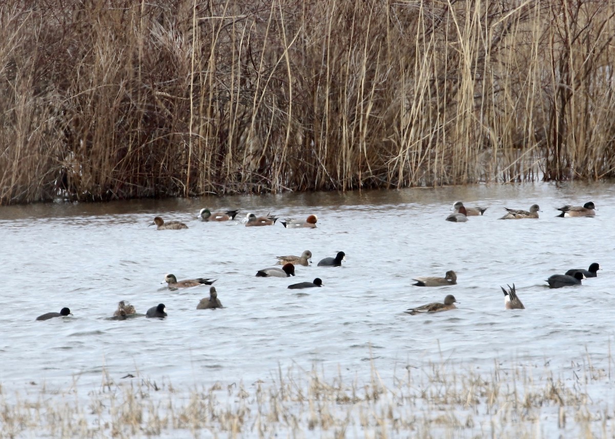 Eurasian Wigeon - ML25916001