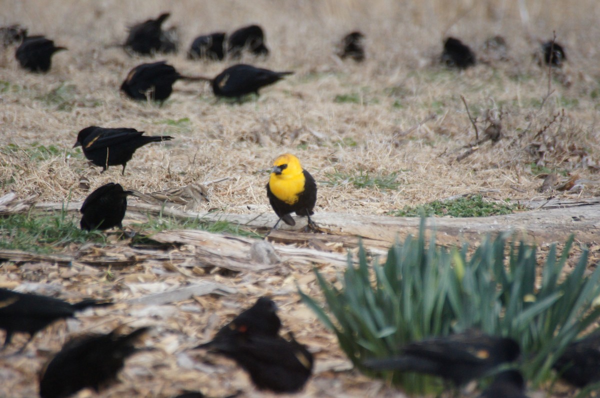 Yellow-headed Blackbird - ML25916021