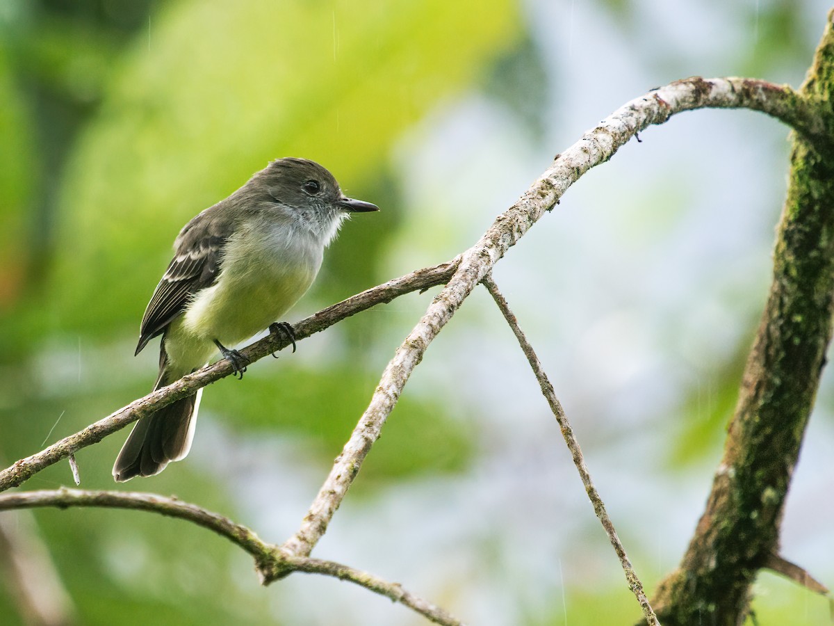 Pale-edged Flycatcher - ML259160331