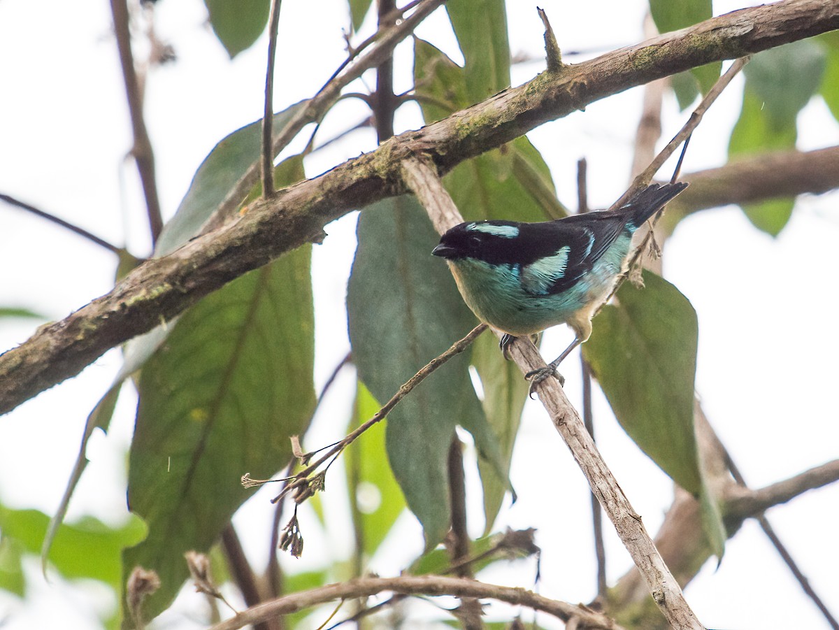 Blue-browed Tanager - ML259160561