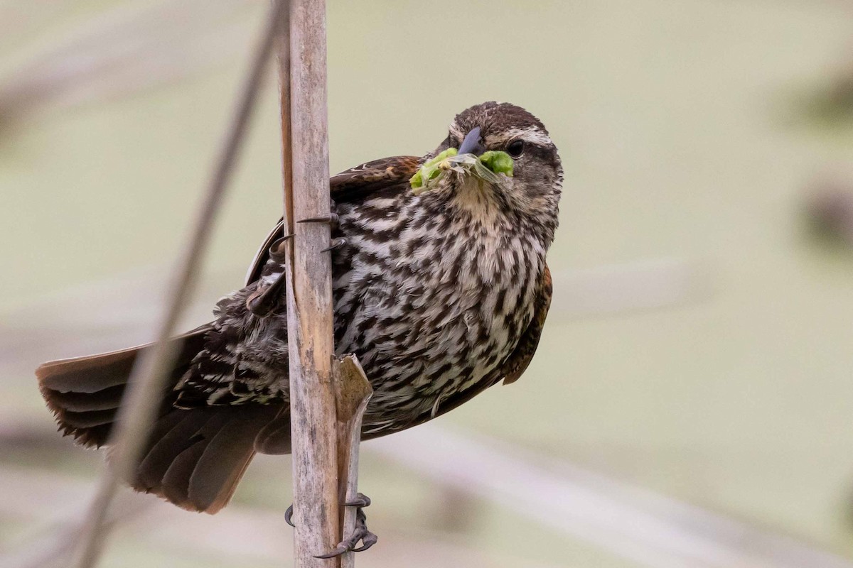 Red-winged Blackbird - ML259160701