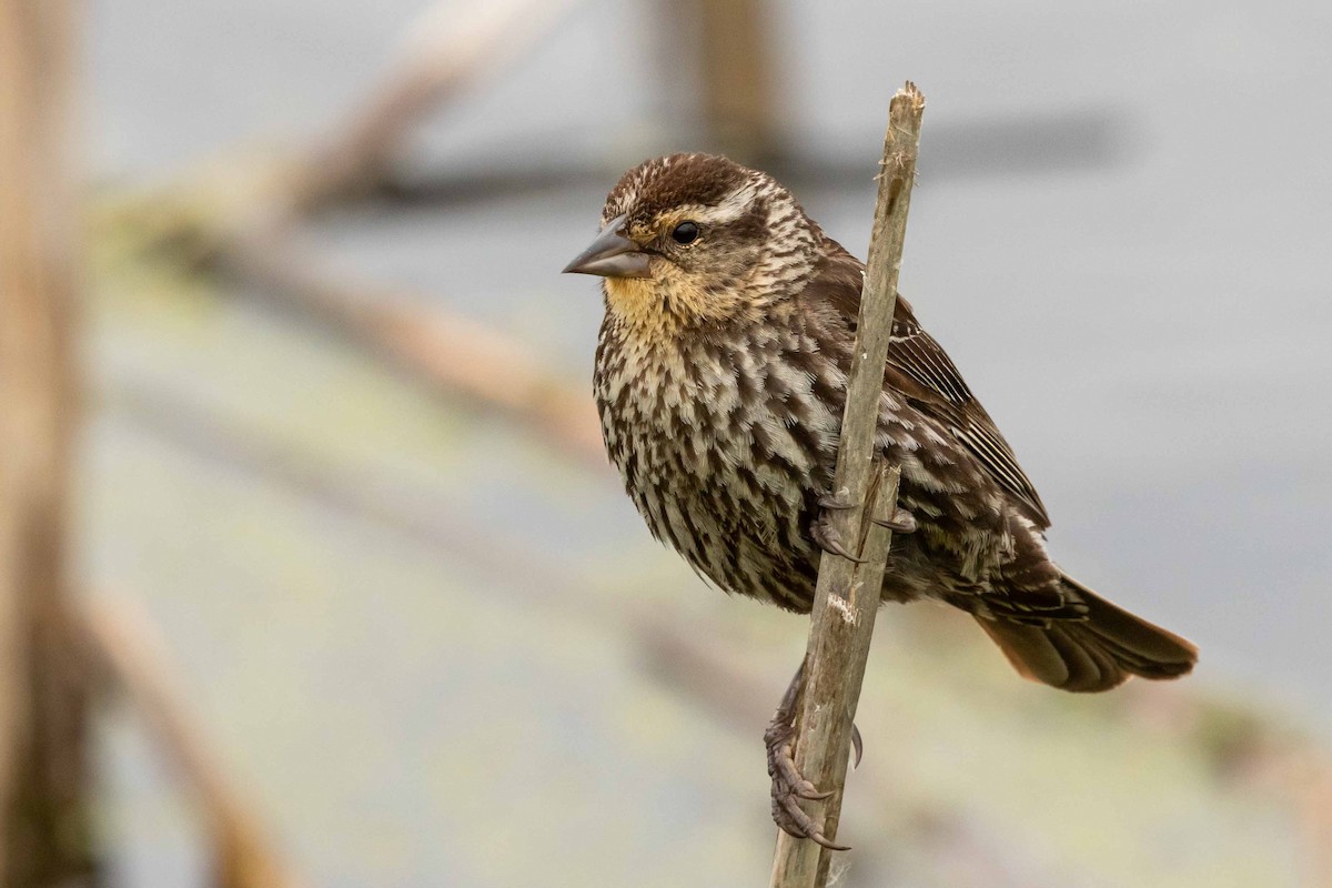 Red-winged Blackbird - ML259160711